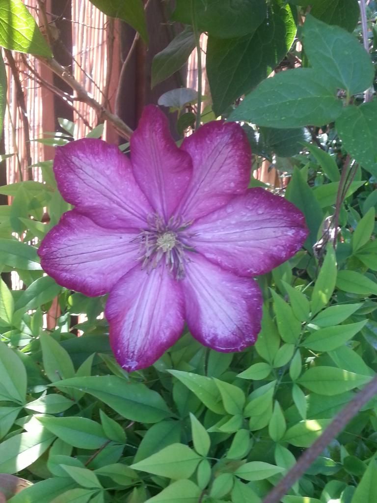  photo 20140608_151753_zpsg9agtr2c.jpg